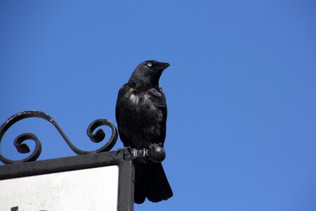 Sky raven crow photo