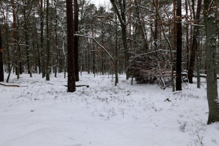 Spandauer Forst with snow 2021-02-09 22