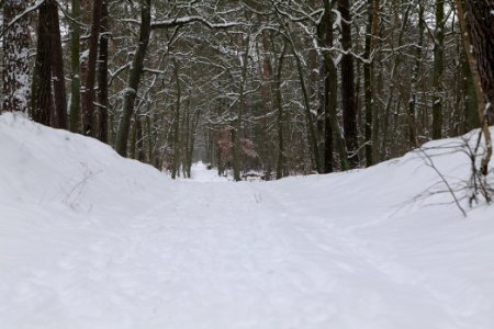 Spandauer Forst with snow 2021-02-09 33