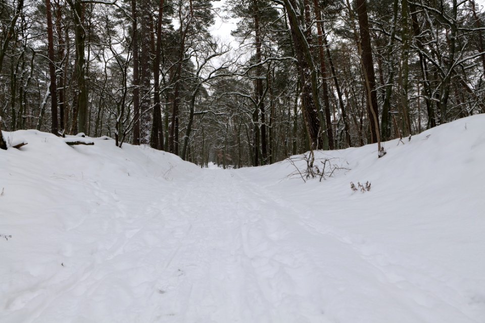Spandauer Forst with snow 2021-02-09 32