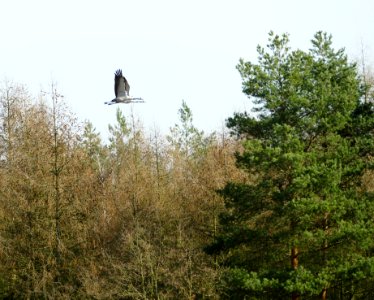 Spandauer.Forst.Kranichpaerchen.im.Flug