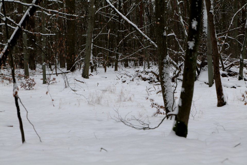 Spandauer Forst with snow 2021-02-09 48