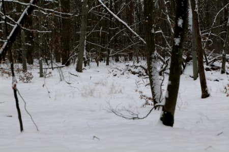 Spandauer Forst with snow 2021-02-09 48
