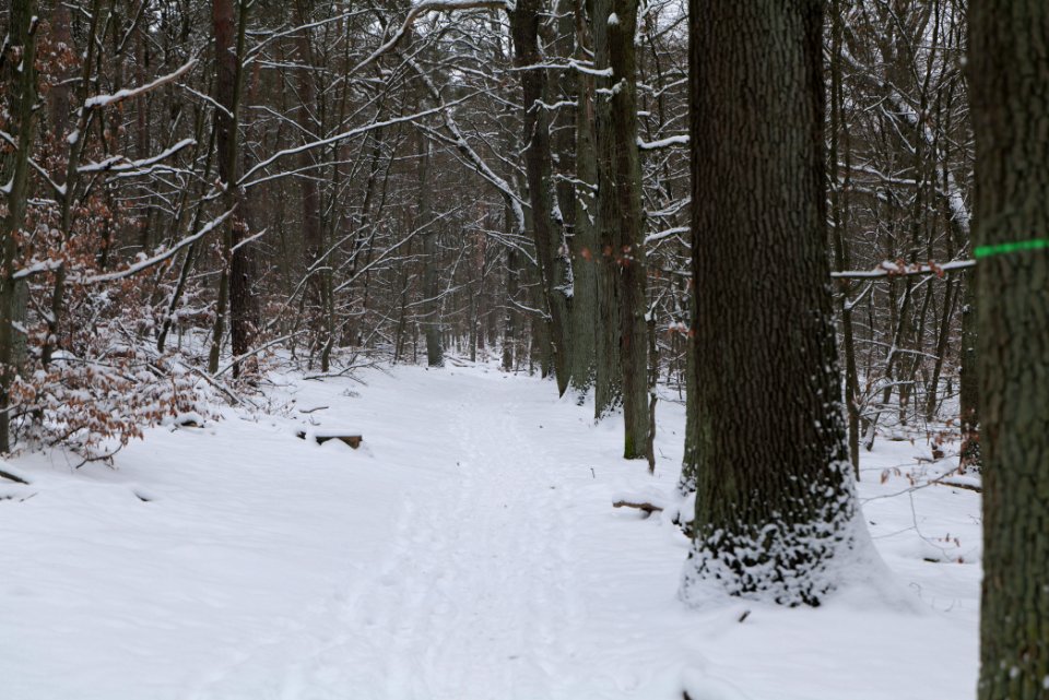 Spandauer Forst with snow 2021-02-09 45