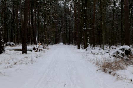 Spandauer Forst with snow 2021-02-09 42