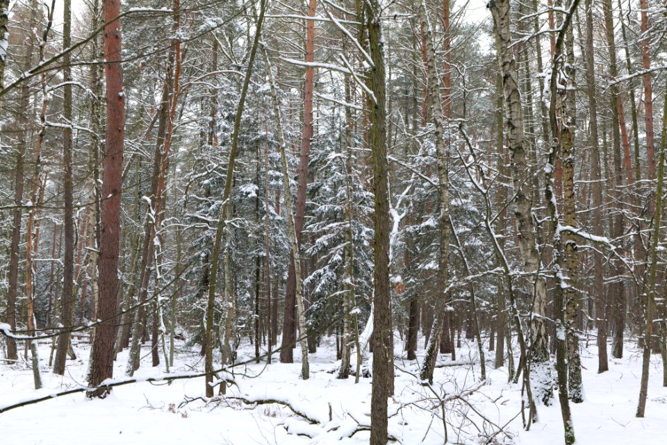 Spandauer Forst near Rohrpfuhl with snow 2021-02-09 02