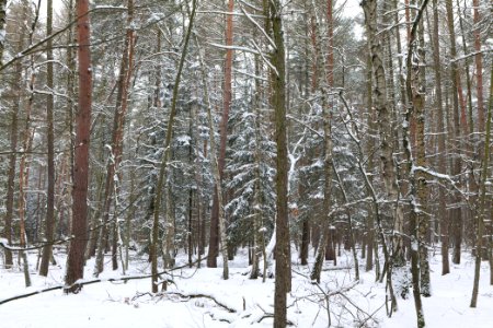 Spandauer Forst near Rohrpfuhl with snow 2021-02-09 02