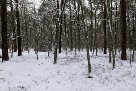 Spandauer Forst with snow 2021-02-09 17