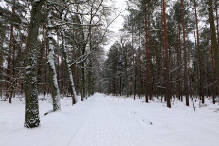 Spandauer Forst with snow 2021-02-09 37