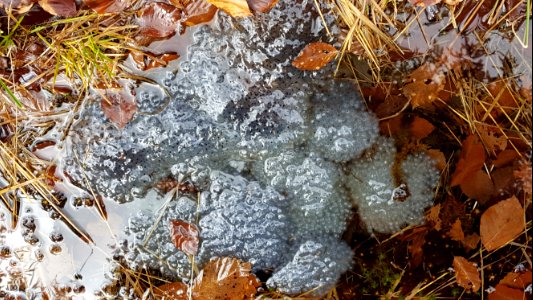 Spa-Kikkerdril in de bossen (6)