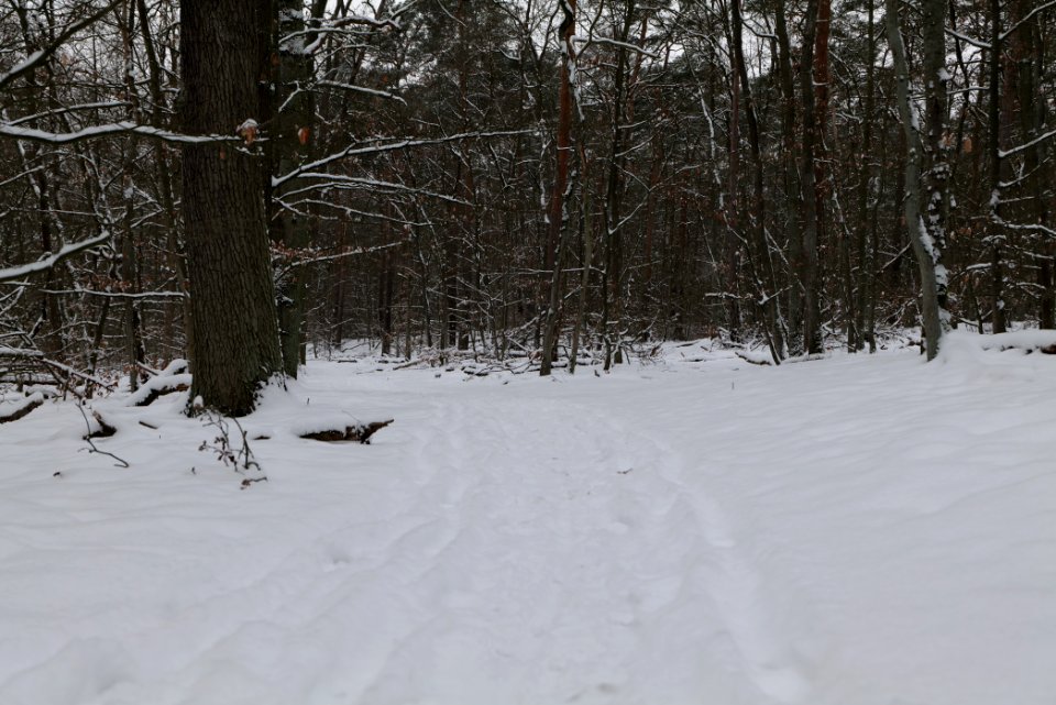 Spandauer Forst with snow 2021-02-09 47