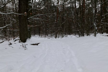 Spandauer Forst with snow 2021-02-09 47
