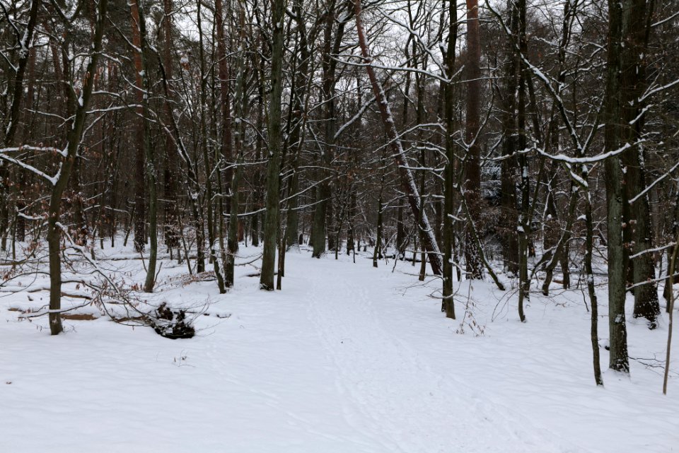 Spandauer Forst with snow 2021-02-09 44