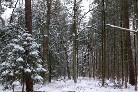 Spandauer Forst with snow 2021-02-09 39