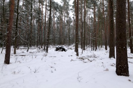 Spandauer Forst near Rohrpfuhl with snow 2021-02-09 14