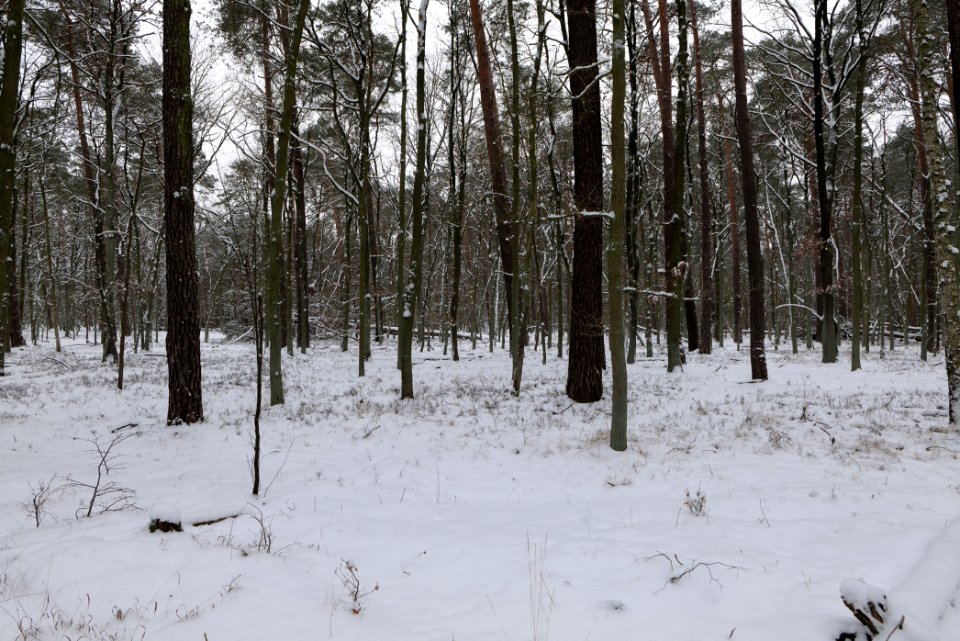 Spandauer Forst with snow 2021-02-09 14