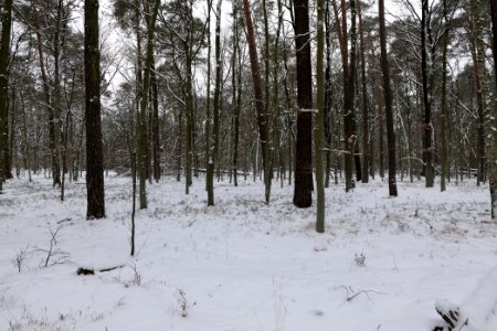 Spandauer Forst with snow 2021-02-09 14