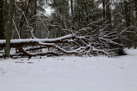 Spandauer Forst with snow 2021-02-09 24