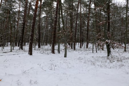 Spandauer Forst with snow 2021-02-09 20