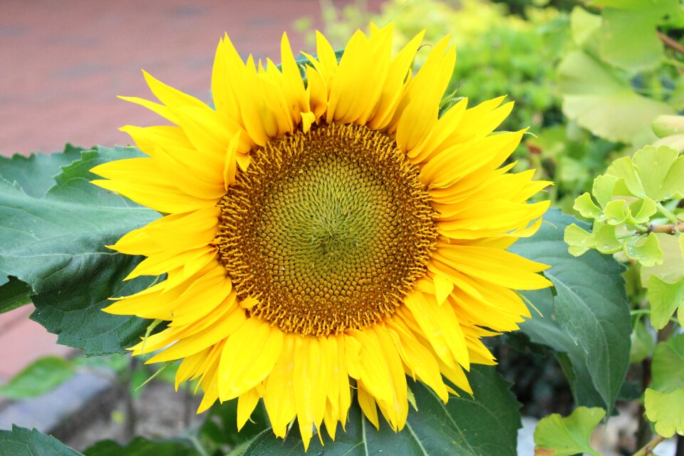 Yellow nature blossom