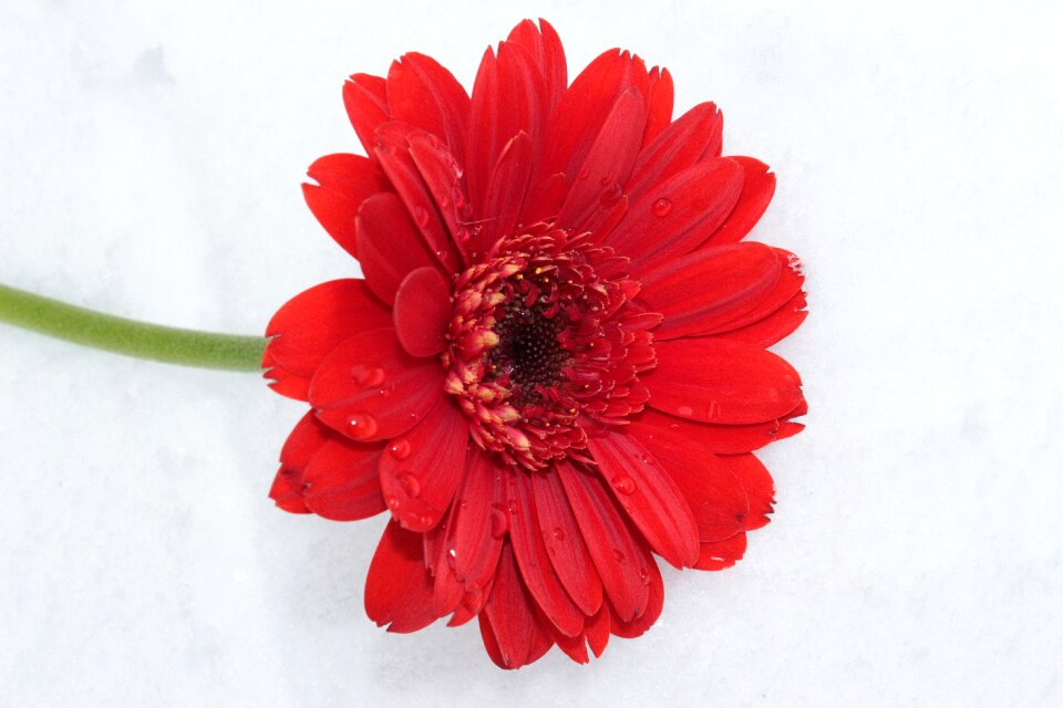 Blossom bloom schnittblume