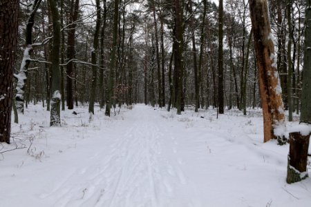 Spandauer Forst with snow 2021-02-09 12