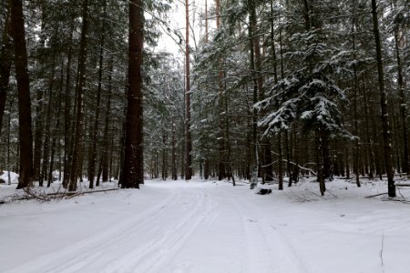 Spandauer Forst near Rohrpfuhl with snow 2021-02-09 12