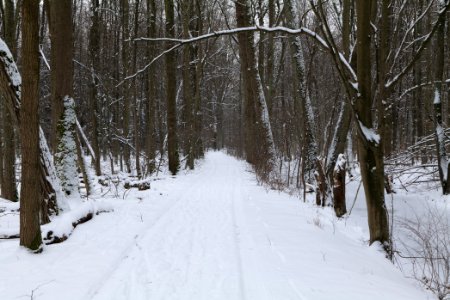 Spandauer Forst with snow 2021-02-09 05