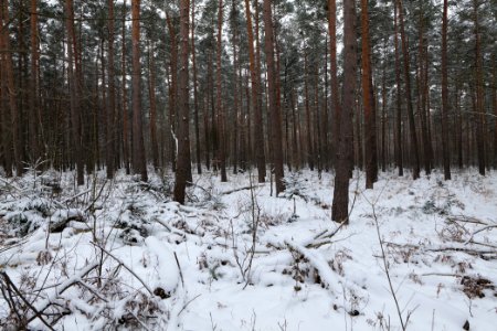 Spandauer Forst with snow 2021-02-09 11