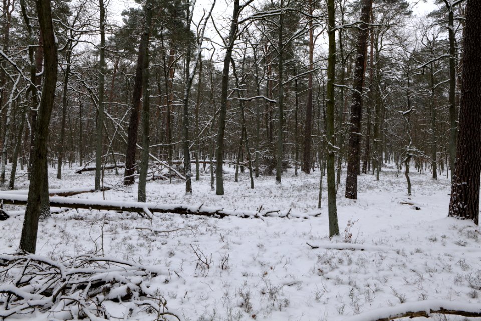 Spandauer Forst with snow 2021-02-09 29