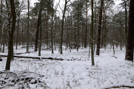 Spandauer Forst with snow 2021-02-09 29