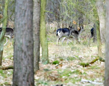 Spandauer.Forst.freilaufendes.Damwild.mit.Winterfell