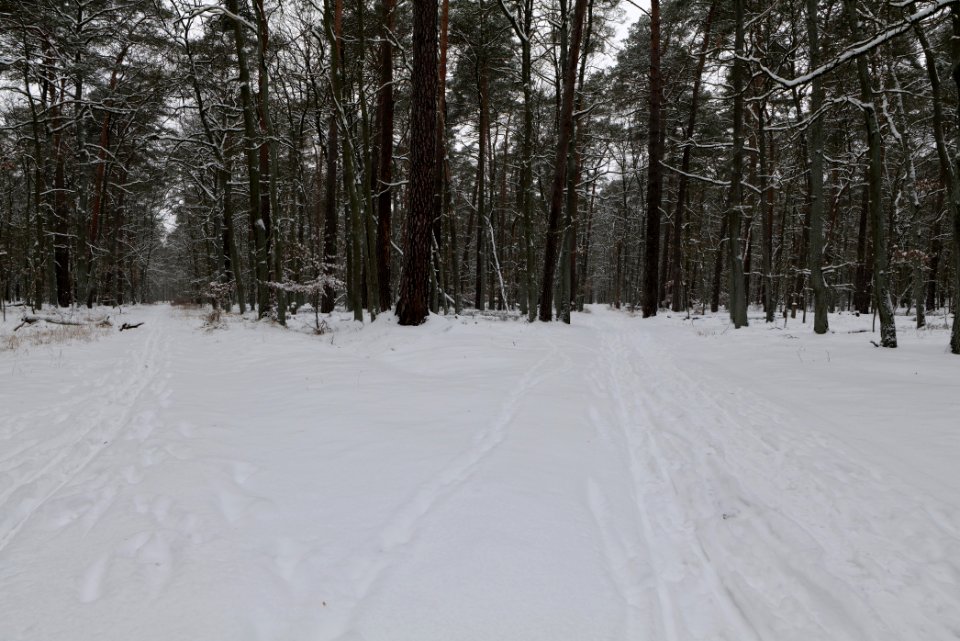 Spandauer Forst with snow 2021-02-09 26
