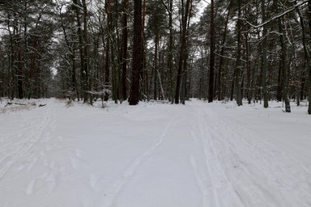 Spandauer Forst with snow 2021-02-09 26