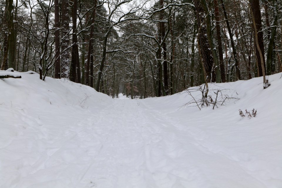 Spandauer Forst with snow 2021-02-09 34