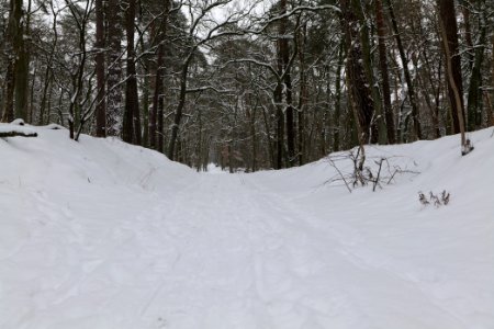 Spandauer Forst with snow 2021-02-09 34