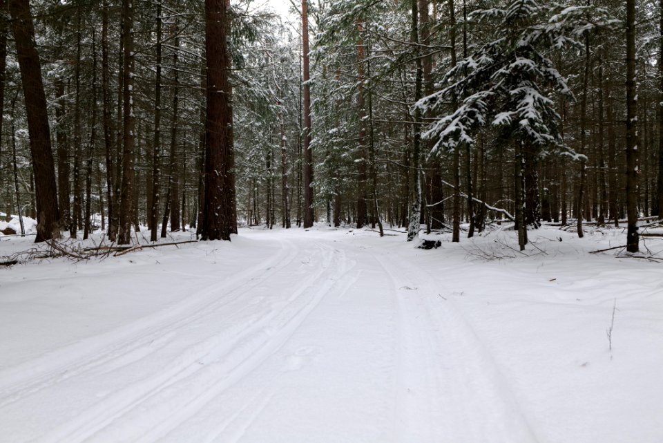 Spandauer Forst near Rohrpfuhl with snow 2021-02-09 13