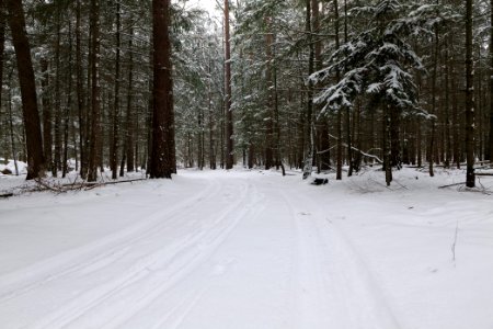 Spandauer Forst near Rohrpfuhl with snow 2021-02-09 13