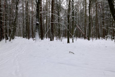 Spandauer Forst near Rohrpfuhl with snow 2021-02-09 04