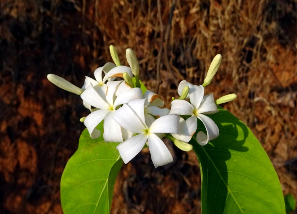Flora indrajao medicinal