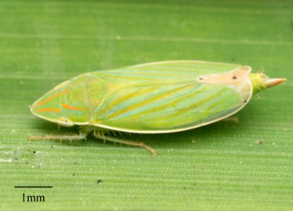 Spangbergiella mexicana
