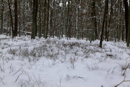 Spandauer Forst with snow 2021-02-09 16