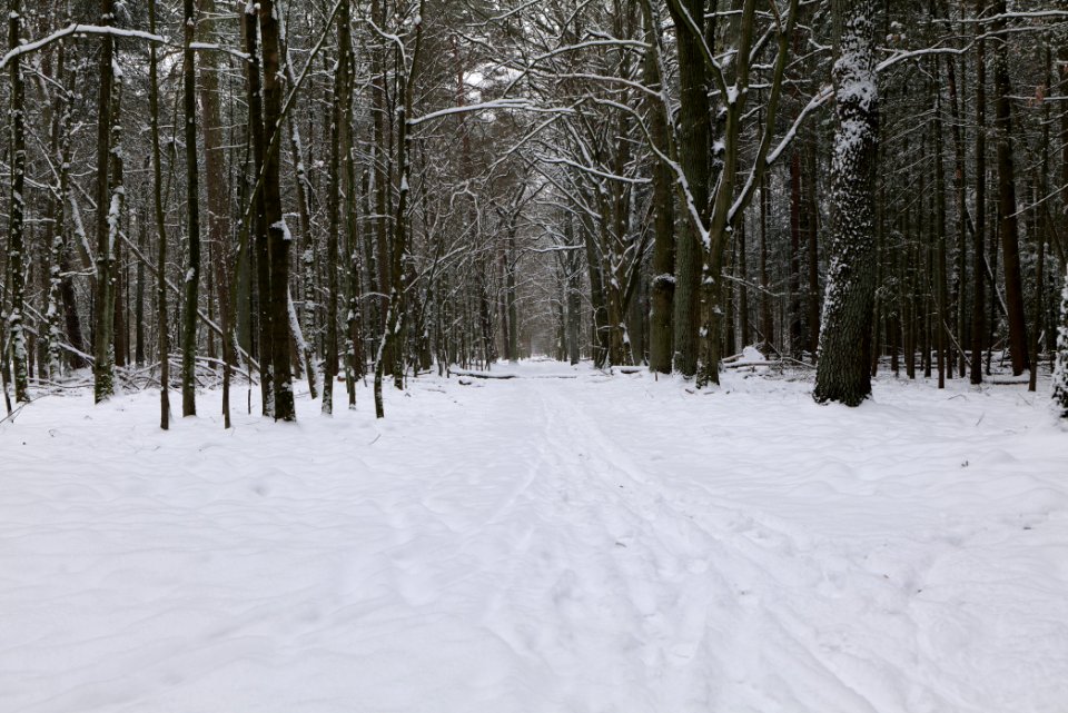 Spandauer Forst near Rohrpfuhl with snow 2021-02-09 07