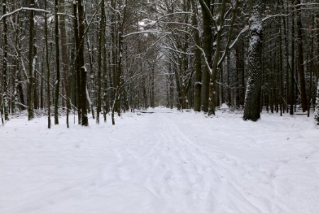 Spandauer Forst near Rohrpfuhl with snow 2021-02-09 07