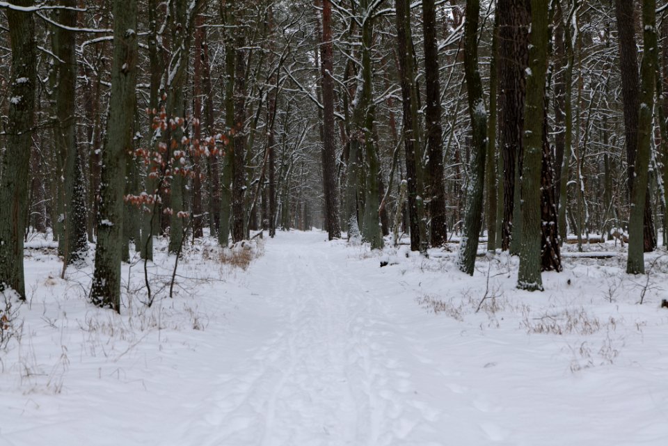 Spandauer Forst with snow 2021-02-09 13