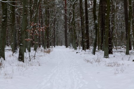 Spandauer Forst with snow 2021-02-09 13