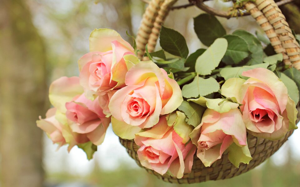 Tree branch flowers