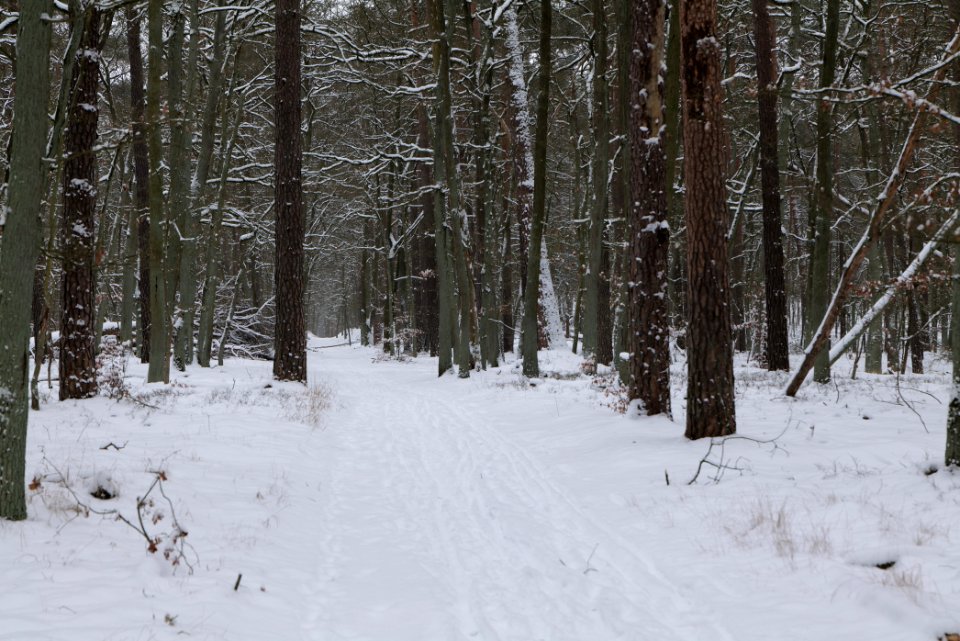 Spandauer Forst with snow 2021-02-09 21