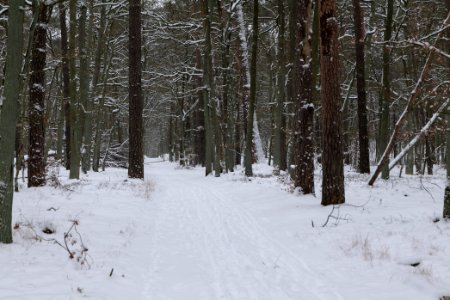 Spandauer Forst with snow 2021-02-09 21