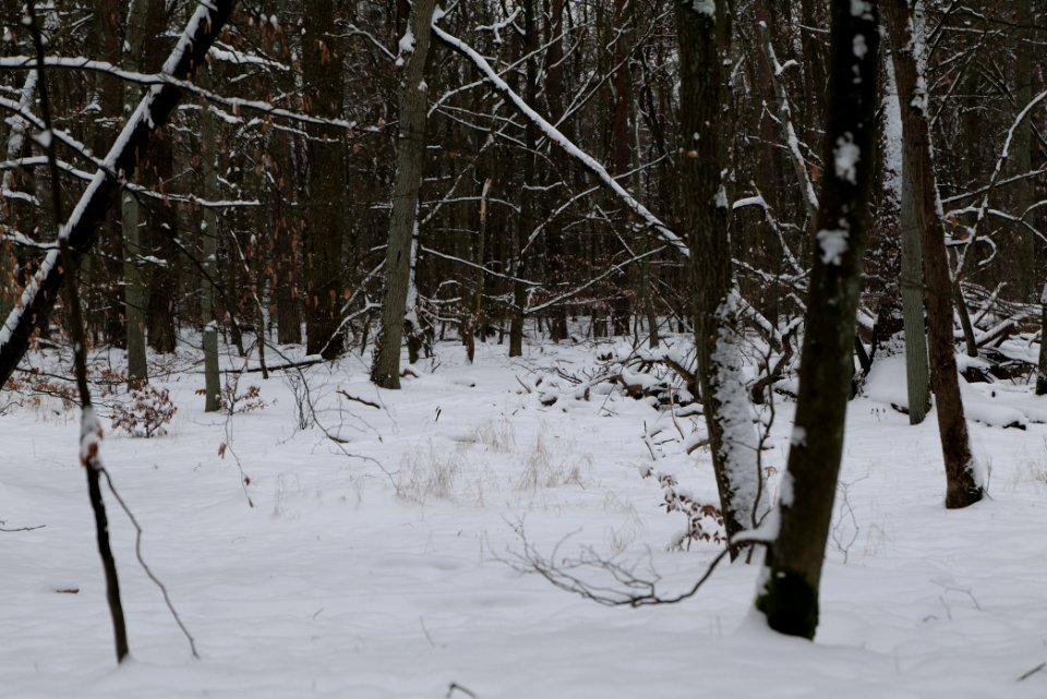 Spandauer Forst with snow 2021-02-09 49